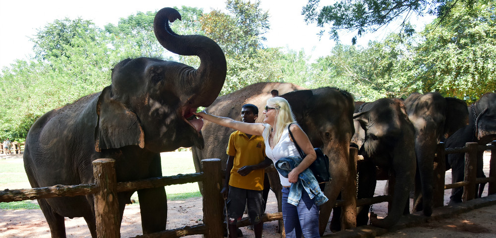 Pinnawala elephant orphanage